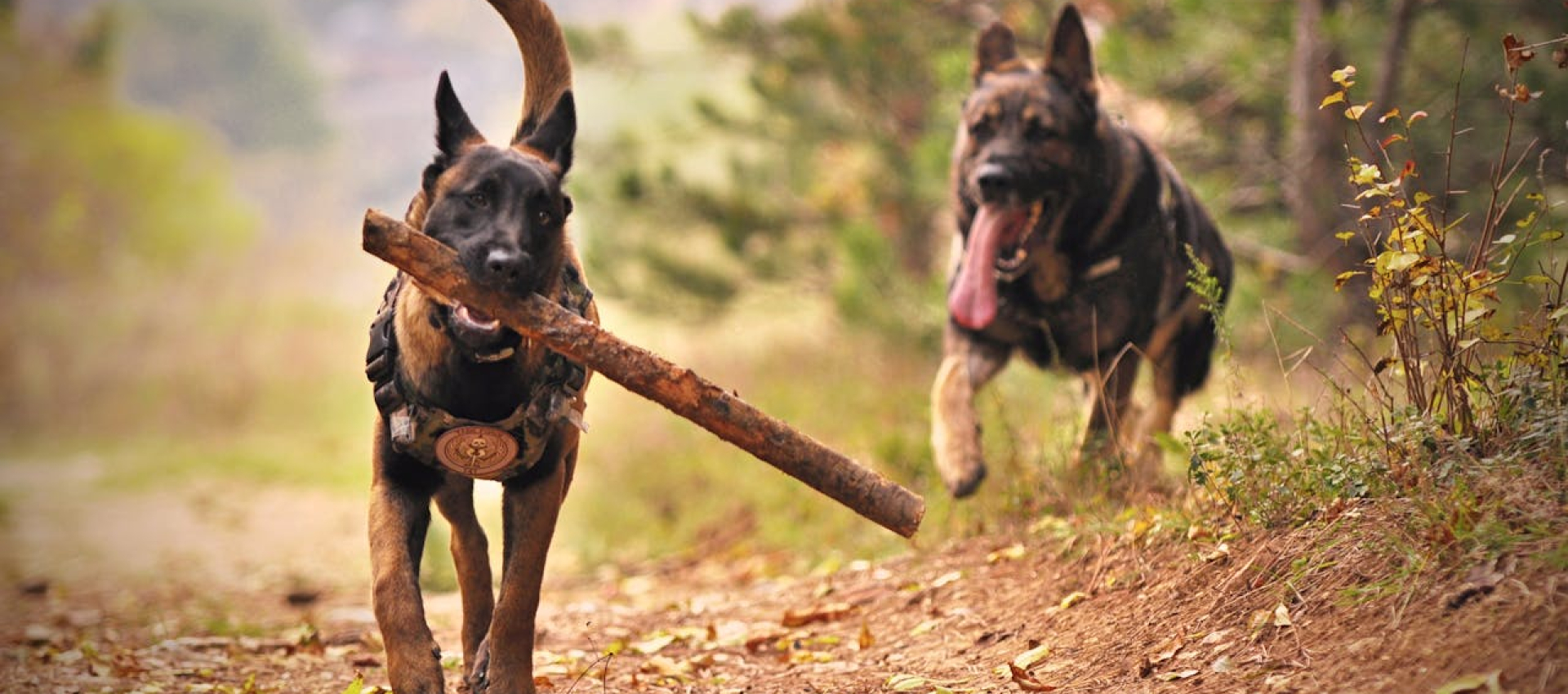 The Importance of Balanced Approaches in Dog Rehabilitation